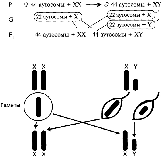 В гаметах человека 23 хромосомы. Схема хромосомного механизма образования пола. Хромосомный механизм определения пола аутосомы и половые хромосомы. Схема хромосомного обоазованияпола. Хромосомный механизм образования пола.